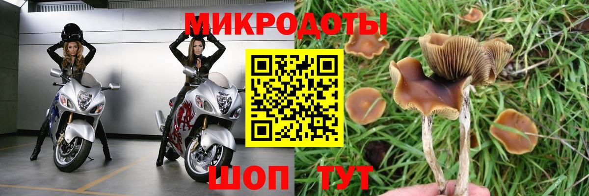 Верхняя Пышма  Галлюциногенные грибы прущие грибы  Галлюциногенные грибы Psilocybe  Вход с VPN 